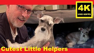 Brothers Help to Fix Their Clean Bedding  Miniature Schnauzer Brothers