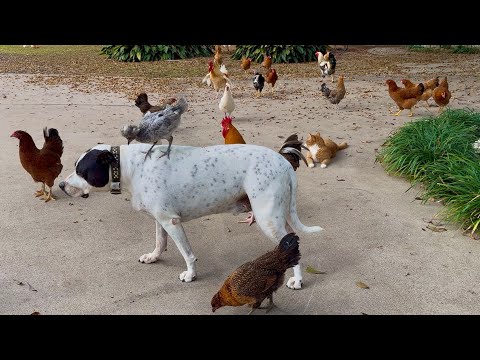 Good Morning from #PitBull Mako the Shark, Chicks and Cats and Roosters 🤩🎄🐈 🐶 🐥 🐔 🐓