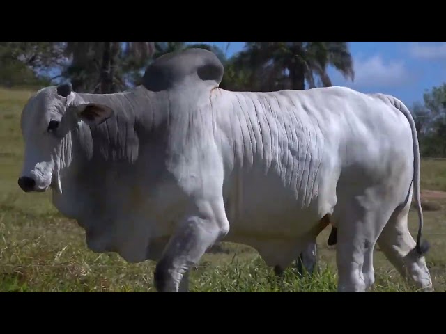 Lote 15   Leilão Touros Fazenda Santa Tereza