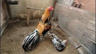 AYAM RATU LHK BAKA OSCAR