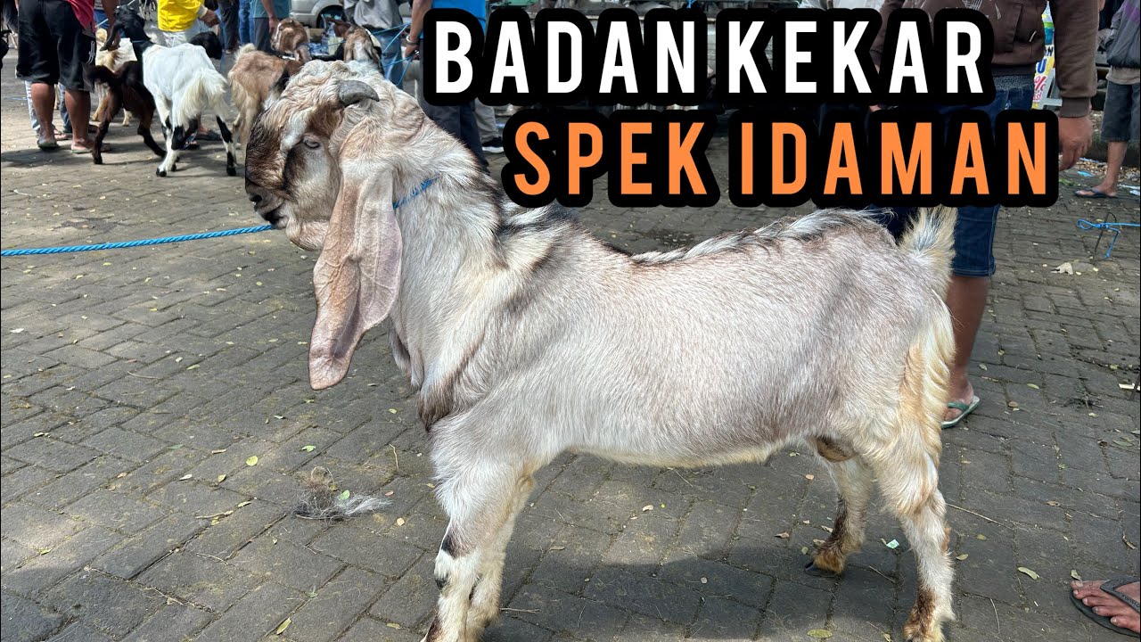 Update Harga Kambing hari ini di Pasar Hewan Wlingi-Blitar. Sabtu, 07 Maret 2026.