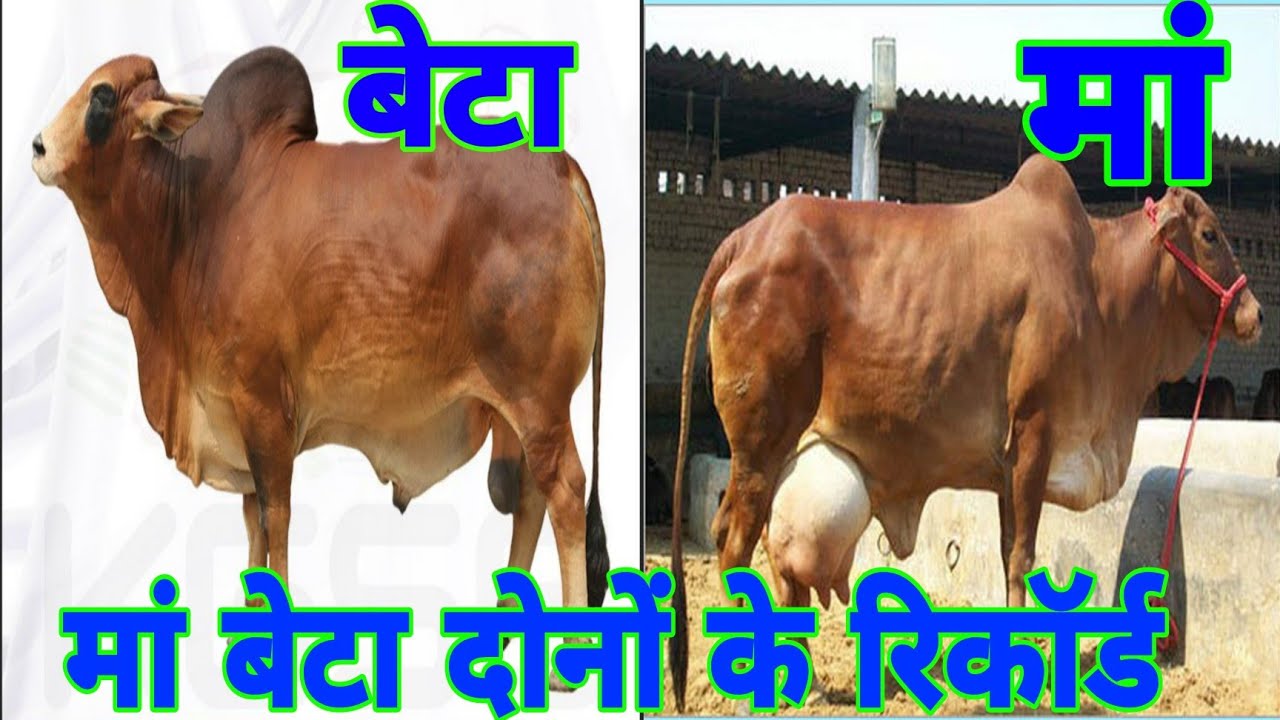 ABS SemenBank ABC Semen Bank World Class sahiwal bull abs-semenbank-abc-semen-bank-world-class-sahiwal-bull