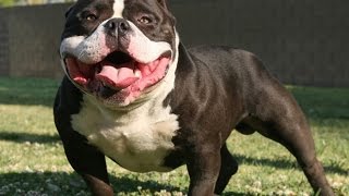 The World's Most Famous American Bully