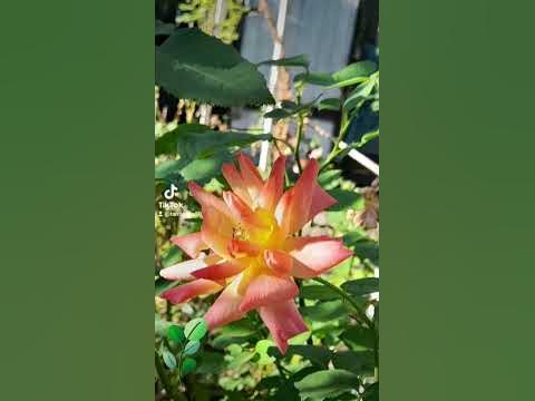 uytuy - YouTube