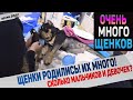 Собака родила, но нас не отпускают домой из клиники. Что с щенками и их мамой?