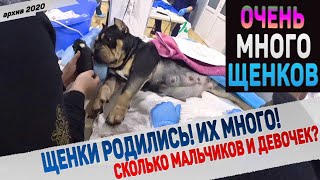 Собака родила, но нас не отпускают домой из клиники. Что с щенками и их мамой?