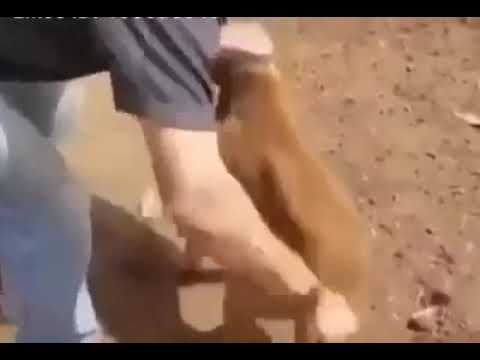Dog generator