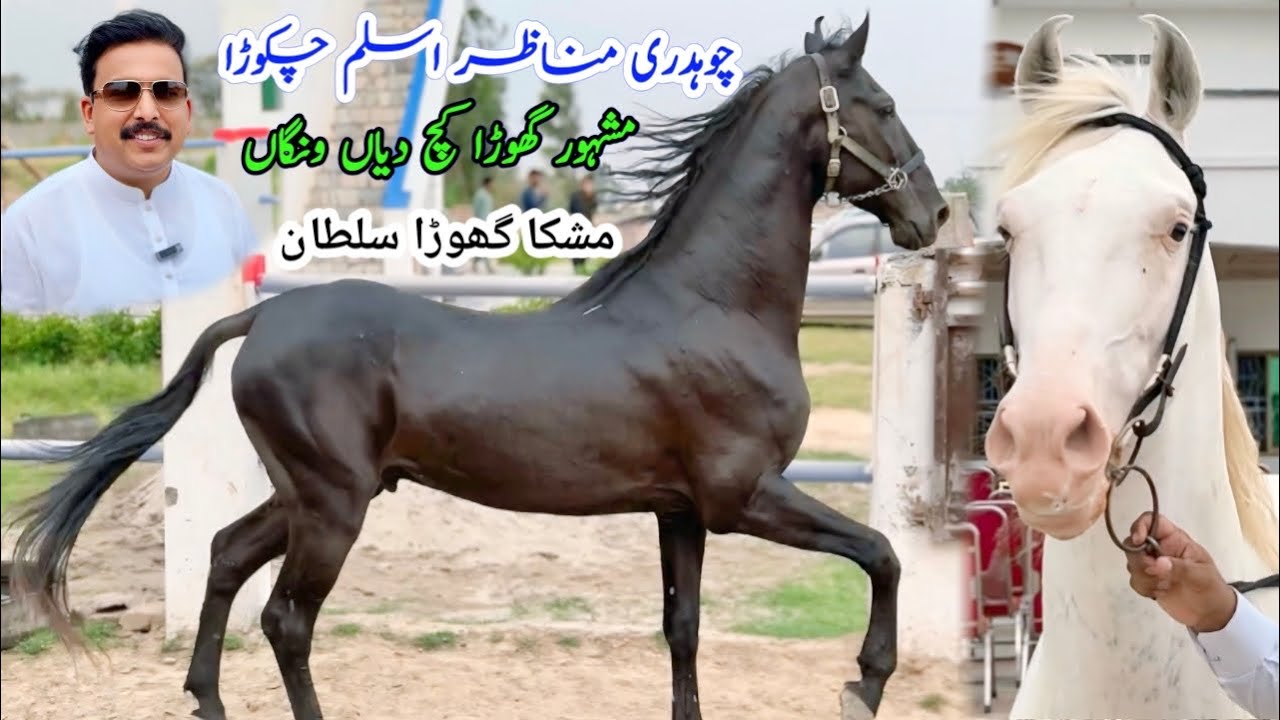 Chaudhary Mnazir Aslam Chakora | Mushka Ghoda Sultan | Kutch Diyan Wangan