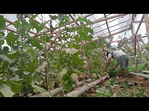 MELON HIDROPONIK SAYA HABIS! DIBORONG TANTE TANTE