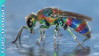 10 Animales de un espectacular color arcoíris