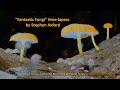 "Fantastic Fungi" time-lapses by Stephen Axford