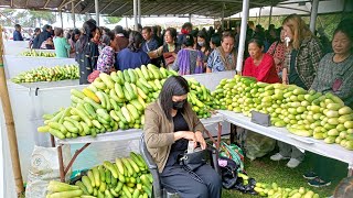 Cucumber Festival At Aliba Village 10/5/2024||Mokokchung, Nagaland||Northeast Of India.