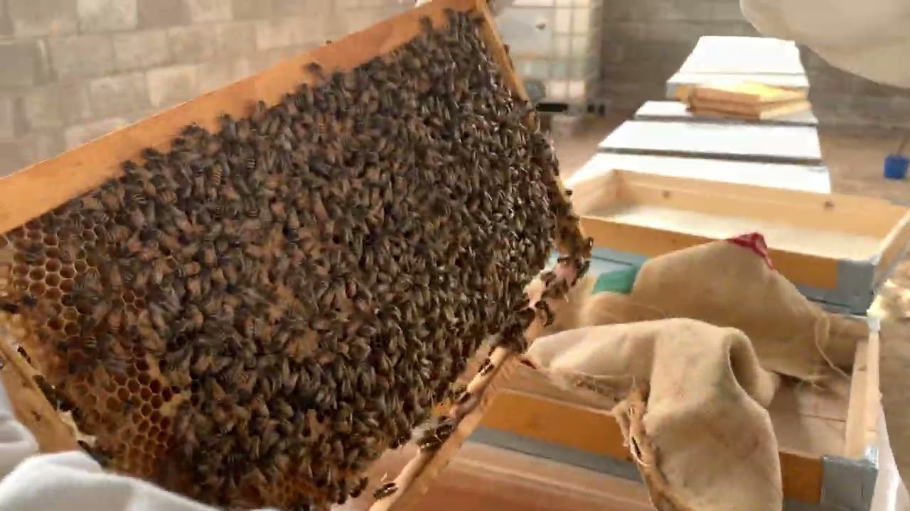 النحل وبداية الربيع 🐝