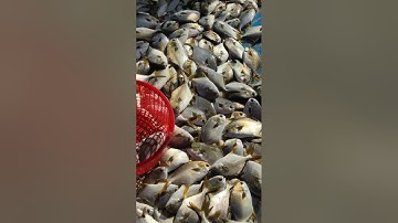 @giathuysan 🔴 Cân bè Cá Chim 2 tấn đẹp 4-6 lên xe cho bà con Miền Trung #cáchim @cabienvietnam