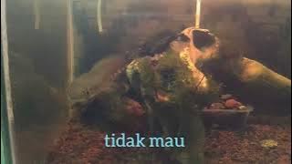 Subtitle Indonesia Demokrasi dan bahayanya oleh KH. Ahmad Asrori Al Ishaqi