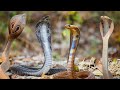 Cobra Snake | Russell's Viper Snake | Venomous Snake Released