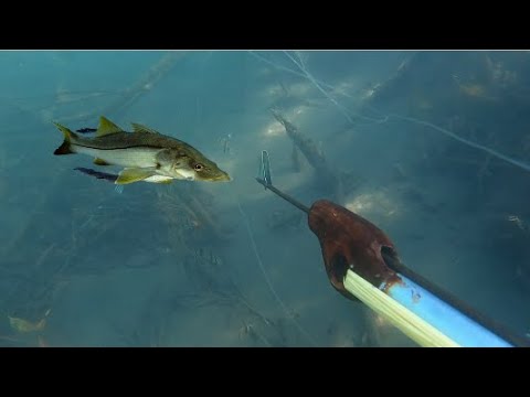 Disparan a un jabalí con un arpón de pesca submarina
