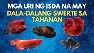 Uri ng Isda na May Dalang Swerte sa Tahanan, Kalusugan at Negosyo [Top 5 Lucky Aquarium Fish]