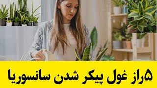 اگه تو هم دوست داری یک گلدون پر از سانسوریا داشته باشی بیا تا بهت بگم چیکار کنی :سانسوریا سانس