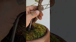 how to wire a bonsai bonsaiart nature bonsailife bonsailove bonsailovers