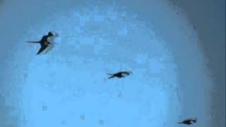 BIG BIRDS FLYING BACKWARDS.wmv