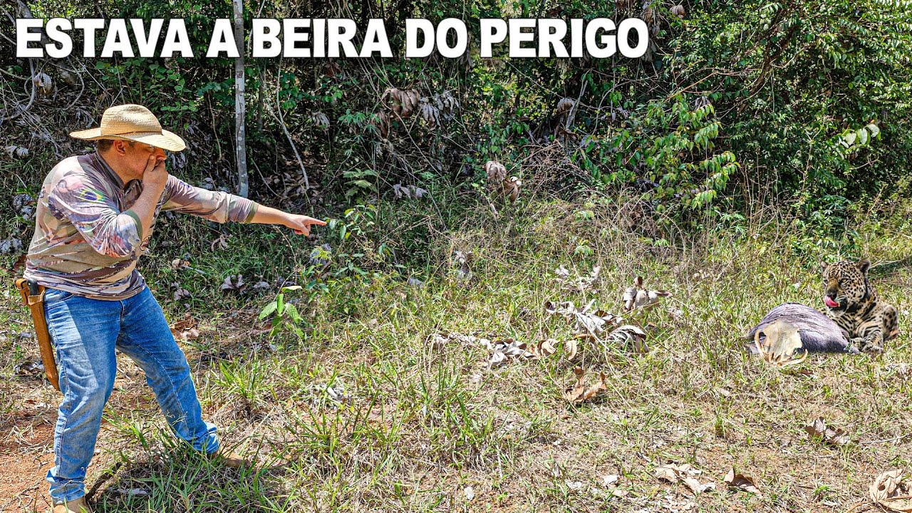 ONÇA ATACOU SEM DÓ NEM PIEDADE ESTÁ EXPLICADO O PORQUE OS PORCO ESTÃO ARISCO