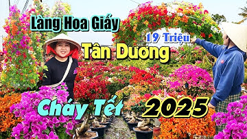 TẾT MIỀN TÂY : Làng Hoa Giấy Lớn Nhất Sa Đéc Khoe Sắc " Hồi Hộp " Chờ Ngã Giá Ra Chợ Hoa Xuân 2025