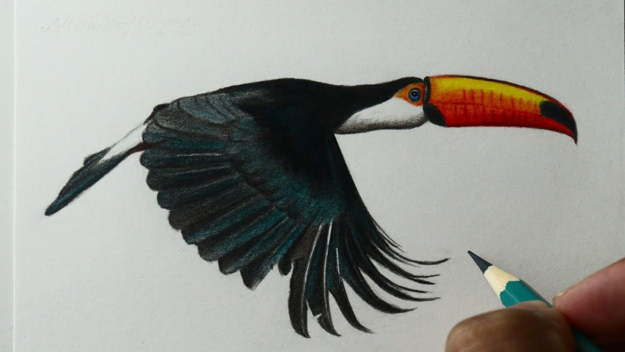 Como Desenhar Um Passaro Realista Voando 14 Impressionantes Desenhos