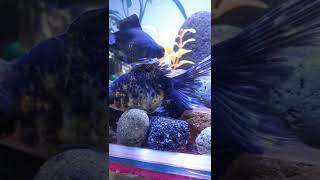 Masyaa Allah Ini Cara Ikan Koki Bertelur Di Aquarium  shorts ikankoki ikanhias