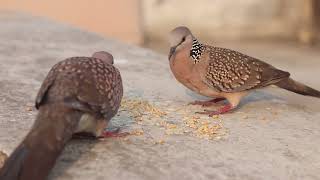 Videos for Cats to Watch - 25 Min Birds Bonanza - Cat TV Bird Watch indian dove sparrow crow sound