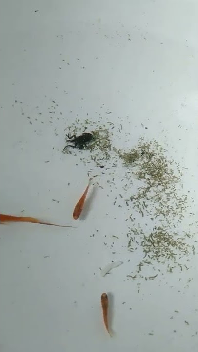 KECEBONG DAN IKAN EKOR PEDANG
