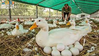Is Pekin Duck Farming Profitable in the USA? 🦆 Full Cost & Income Breakdown (2026)