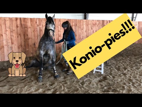 Wideo: Jak Nauczyć Konia Siadać