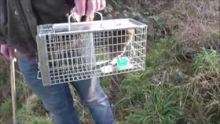 Rat caught in humane trap.