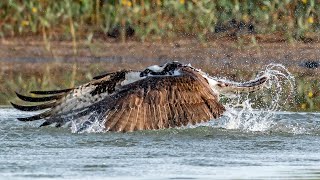 Sony FE 200600MM Lens First Impressions @ Sony Kando 3.0  Wildlife Bird Photography