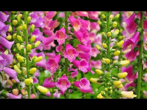 Video: Foxglove Flowers: cómo cultivar dedaleras