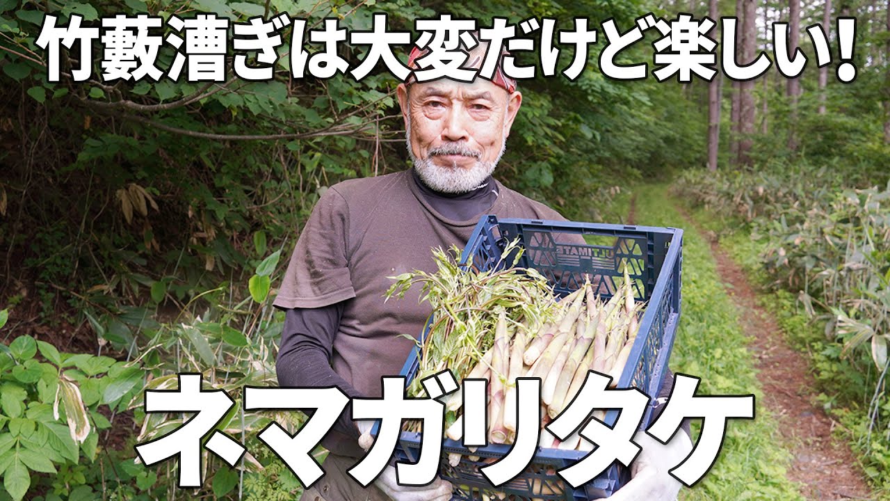 ネマガリタケ採りは藪漕ぎが疲れるけど楽しい🎋イケマも大量収穫