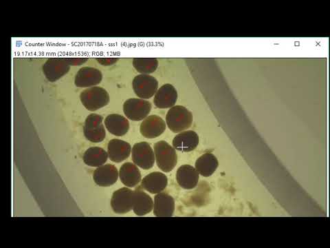 Count Items in ImageJ