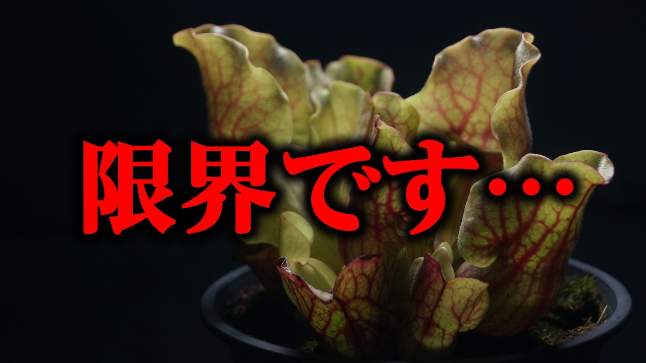 夏に買った観葉植物の姿が…、これはハマるわ！【サラセニア】 - YouTube
