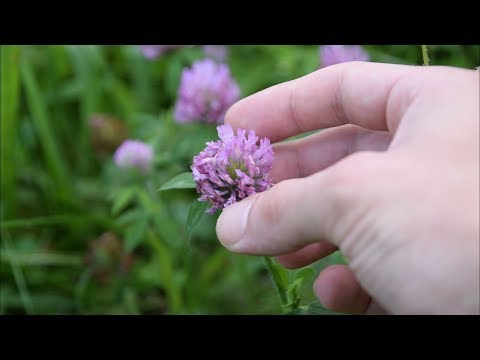 Video: Common Beargrass Plant Info: Alamin ang Tungkol sa Pagpapalaki ng Karaniwang Beargrass Sa Mga Hardin