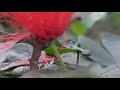 Caterpillar eating leaf          watch video still end