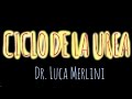 Ciclo de la Urea