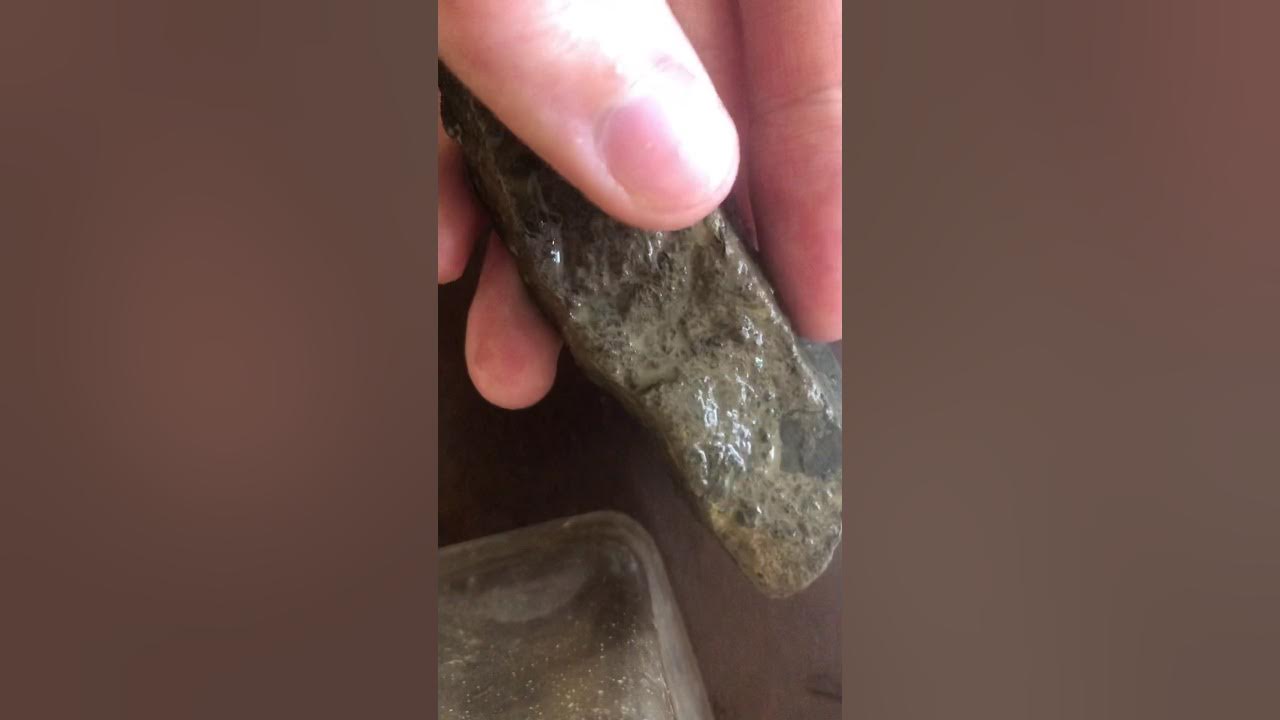 How to wash/clean fossils YouTube