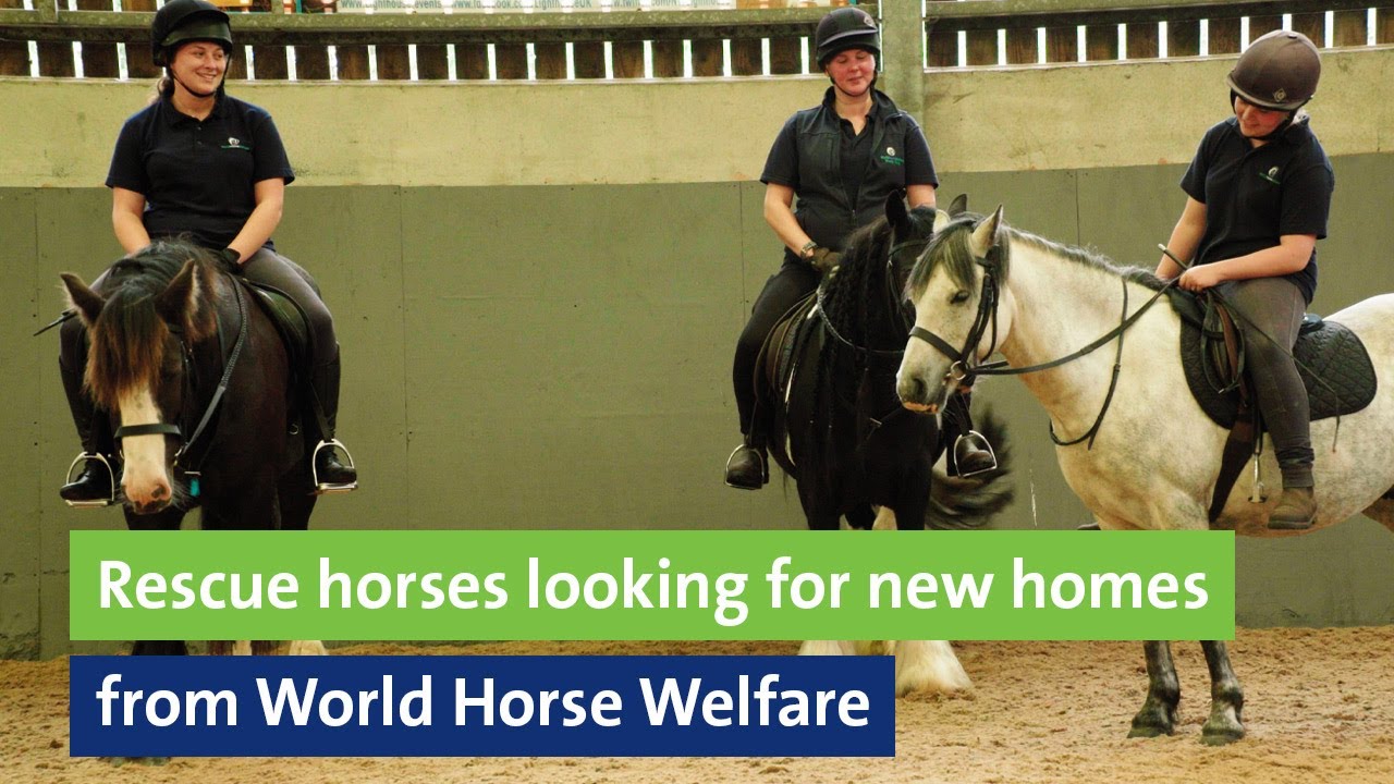 Rescue horses looking for new homes from World Horse Welfare YouTube