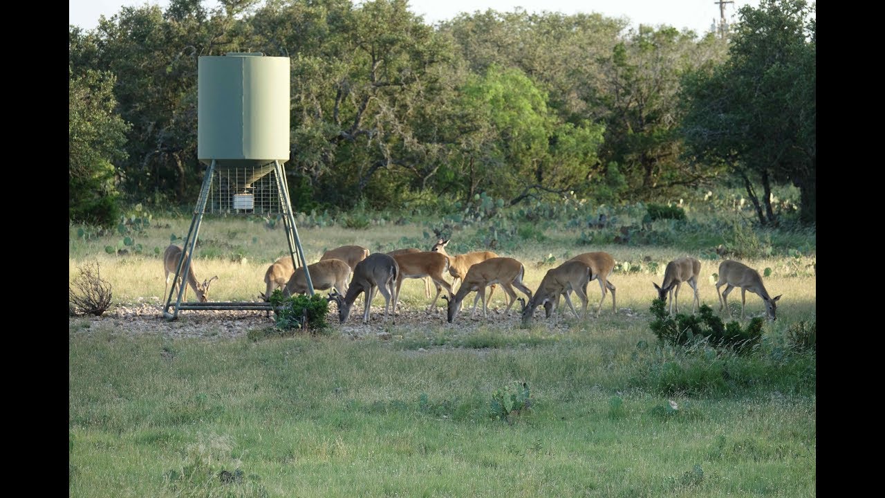 540 Acre South Texas Hunting Ranch - YouTube
