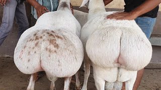 Best Dumba Collection Free Palai | Al Akbar Goat Farm. screenshot 3