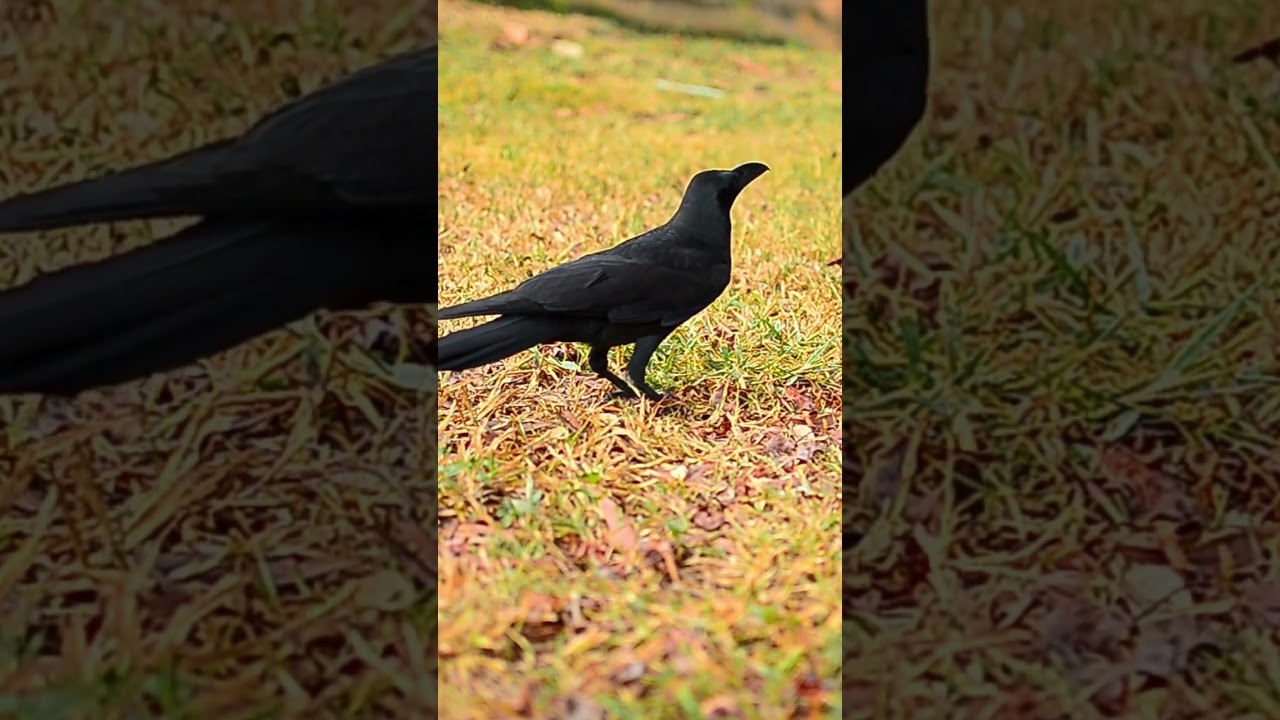Crow birds unity anger and sounds, The Unity and Anger of Crows: Understanding Their Complex Sounds