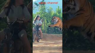 tiger jump to the girl