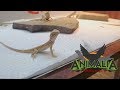 ANIMALIA 2019 | MÁS DE 1000 ANIMALES EN EXPOSICIÓN