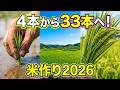 【米作り2026】田植えから穂肥まで！緑豊かな稲の成長記録と農作業の裏側